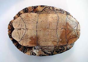 Guatemalan Tortuga